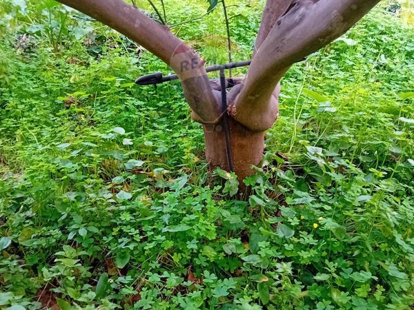 Terreno Centuripe, EN Vendita - Foto 4