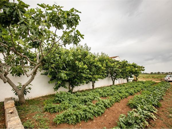Fattoria Gioia del Colle, BA Vendita - Foto 3