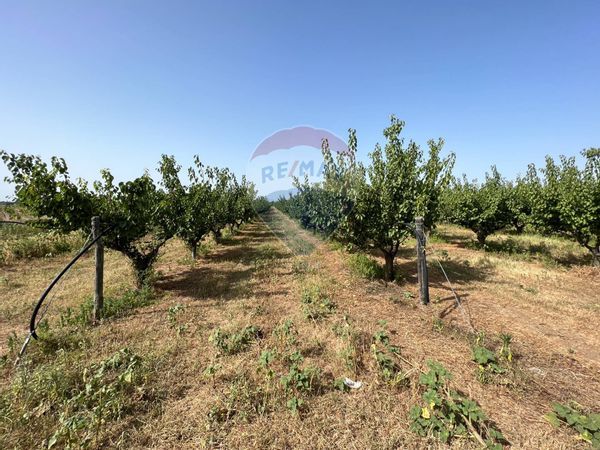 Terreno Marconia, Pisticci, MT Vendita - Foto 4