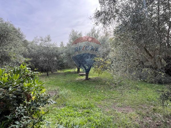 Villa singola Ariccia, RM Vendita - Foto 2
