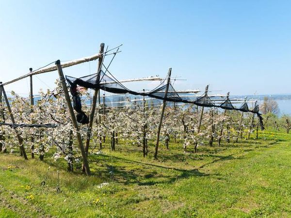 Azienda Agricola Lugo, RA Vendita - Foto 2