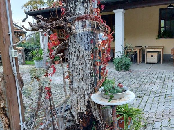 Commerciale Altro Ternova Piccola, Duino-Aurisina, TS Vendita - Foto 4