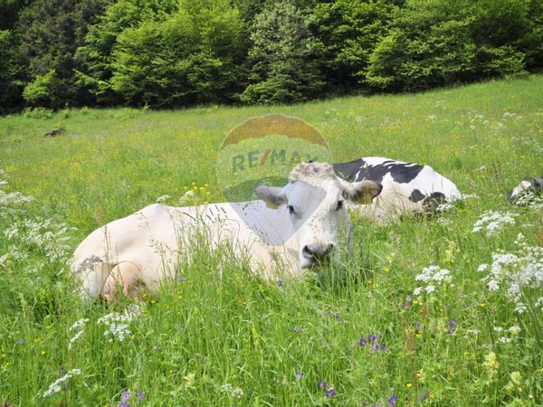 Casa Indipendente Asiago, VI Vendita - Foto 2