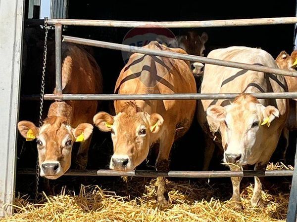 Cascina/Casale Montecarotto, AN Vendita - Foto 3