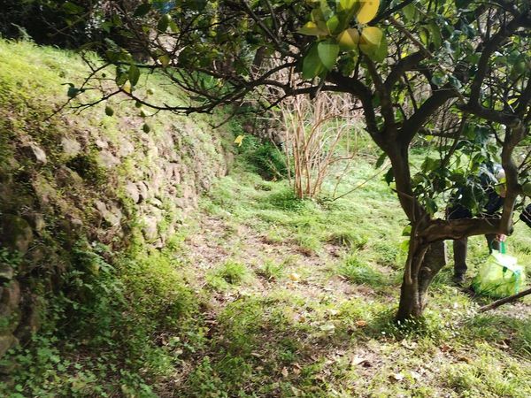 Terreno Ficarra, ME Vendita - Foto 4