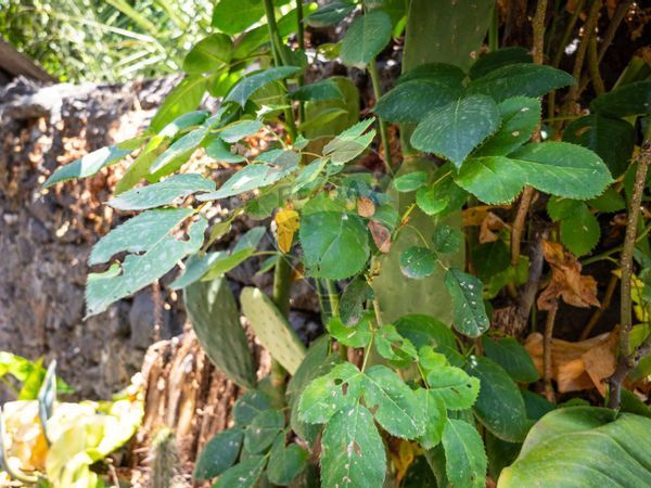 Casa Indipendente Aci Bonaccorsi, CT Vendita - Foto 4