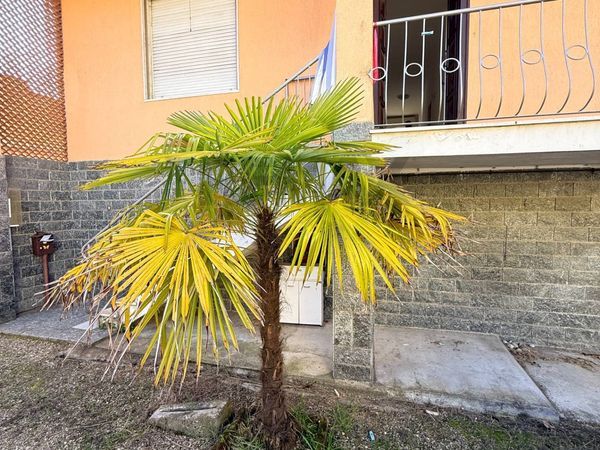 Casa Indipendente Borgarello, PV Vendita - Foto 3