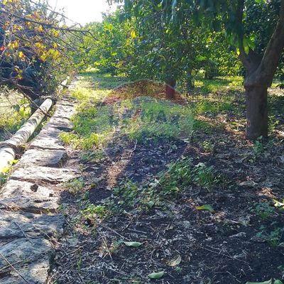 Terreno Trepunti, Giarre, CT Vendita - Foto 7