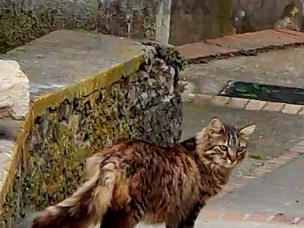 Villa o villino Anacapri, NA Vendita - Foto 2