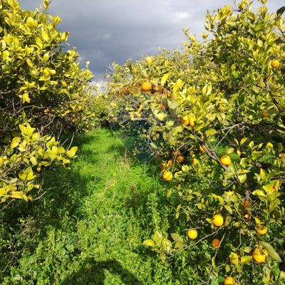Cascina/Casale Mineo, CT Vendita - Foto 7