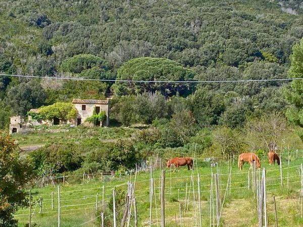 Casa Indipendente Campo nell'Elba, LI Vendita