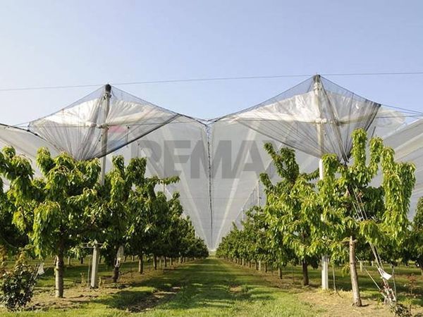 Azienda Agricola Lugo, RA Vendita - Foto 3