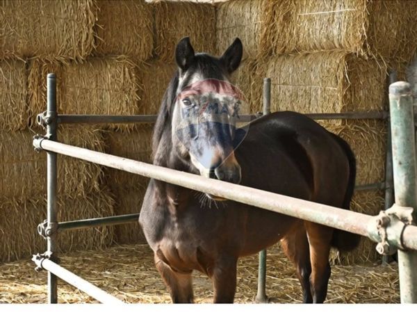 Fattoria Civitella di Romagna, FC Vendita