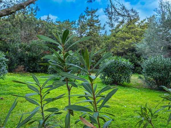 Casa Semindipendente Stintino, SS Vendita - Foto 4