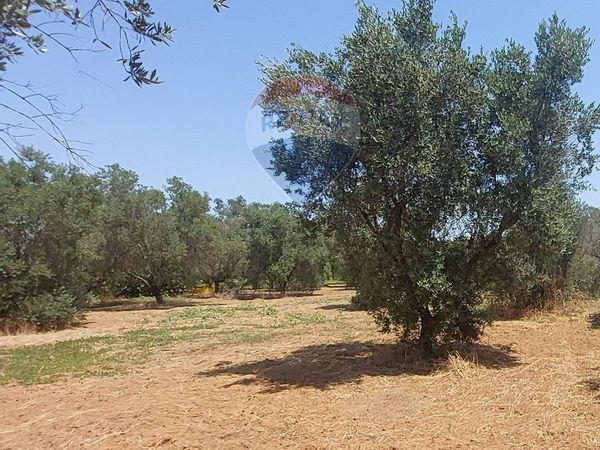 Rustico Galatina, LE Vendita - Foto 2