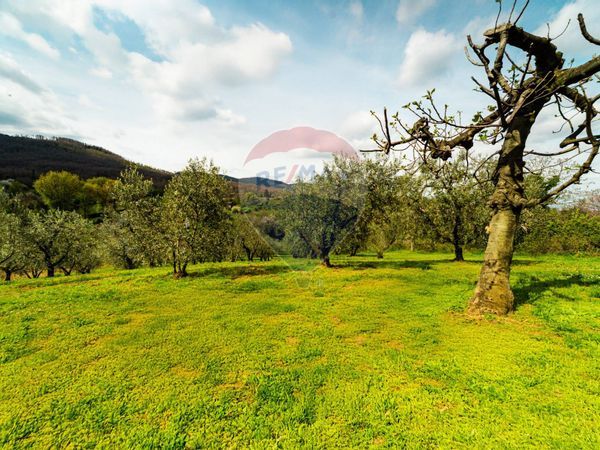 Cascina/Casale San Cesareo, RM Vendita - Foto 3