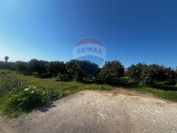 Terreno Corigliano-Rossano, CS Vendita - Foto 3