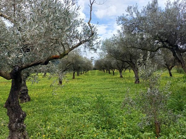 Villa singola Chiaramonte Gulfi, RG Vendita - Foto 2