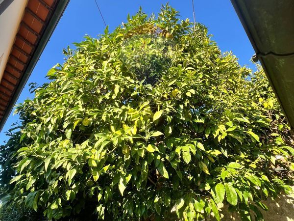 Villa singola Torre del Lago Puccini, Viareggio, LU Vendita - Foto 4