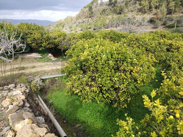 Cascina/Casale Mineo, CT Vendita - Foto 4