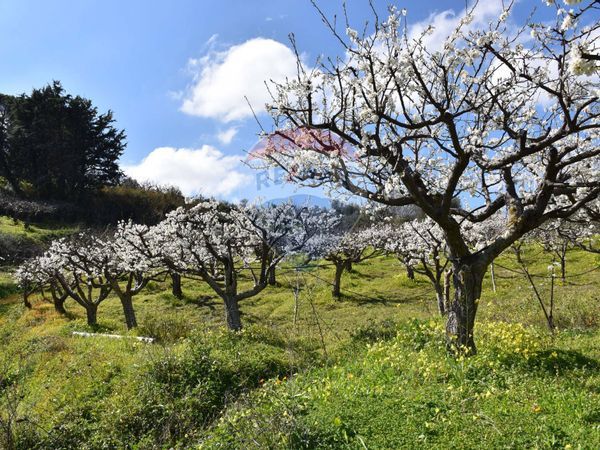 Villa singola Monreale, PA Vendita - Foto 2
