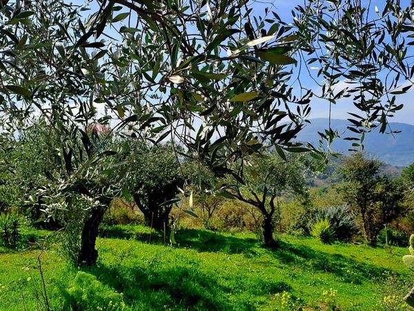Villa o villino Collesano, PA Vendita - Foto 4