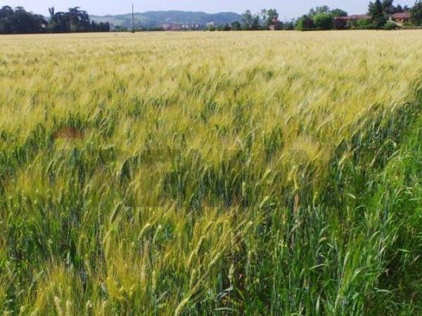 Terreno Edificabile Riesi, CL Vendita - Foto 3