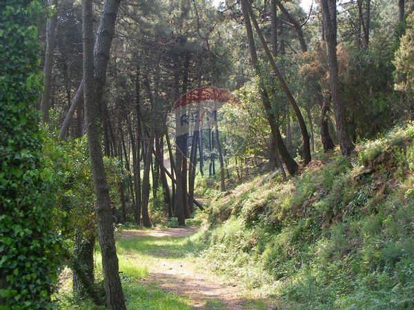 Terreno Vicopisano, PI Vendita - Foto 2