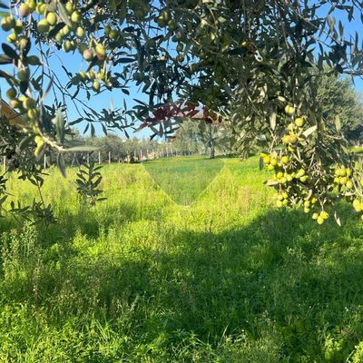 Terreno Albano Laziale, RM Vendita - Foto 4