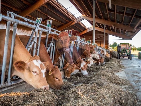 Azienda Agricola Bredazzane, Montichiari, BS Vendita - Foto 2