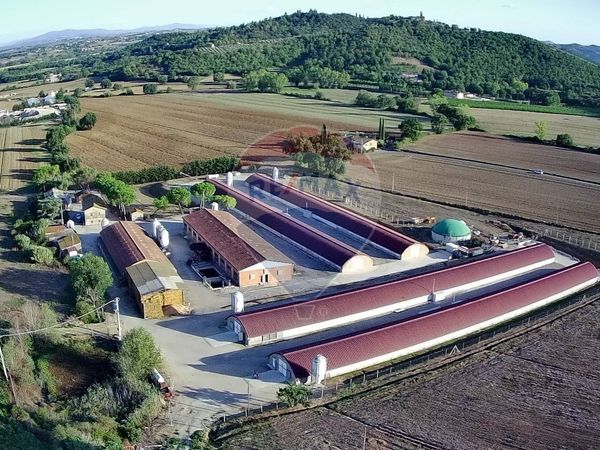 Azienda Agricola Agello, Magione, PG Vendita