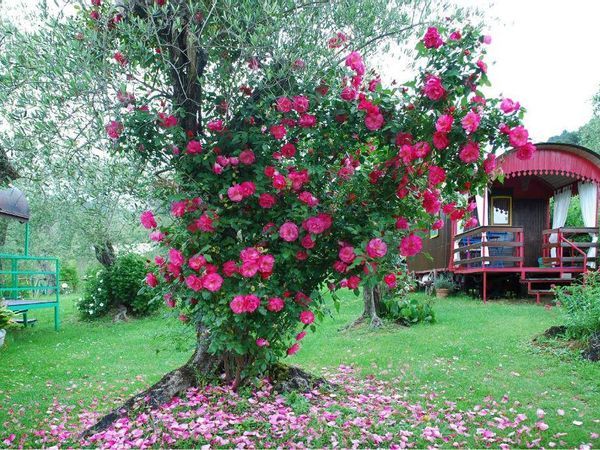 Azienda Agricola Stiava, Massarosa, LU Vendita - Foto 2