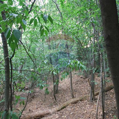 Terreno Colli, Bologna, BO Vendita - Foto 7