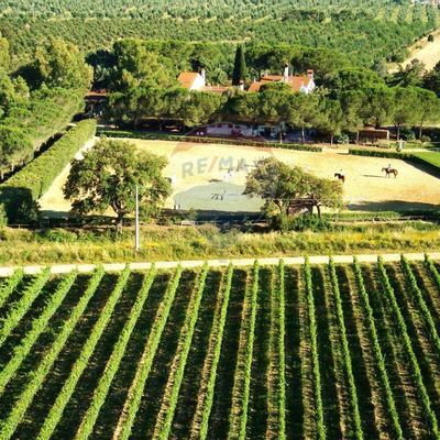 Azienda Agricola Roselle, Grosseto, GR Vendita - Foto 5