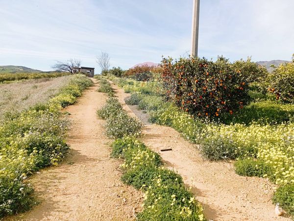 Terreno Regalbuto, EN Vendita - Foto 3