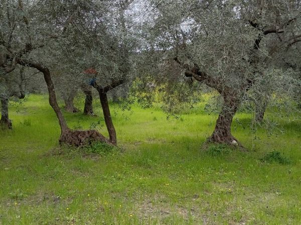 Terreno Larino, CB Vendita - Foto 3