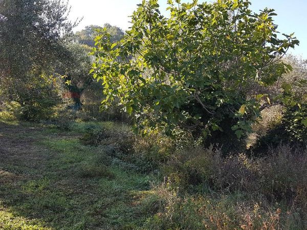 Rustico Ari, CH Vendita - Foto 3