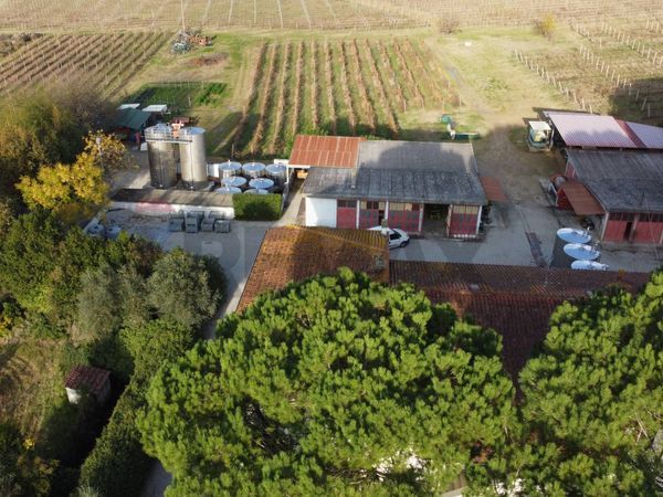 Azienda Agricola Sant'Andrea, Empoli, FI Vendita - Foto 2