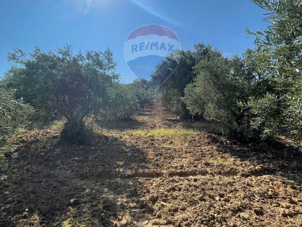 Terreno San Nicola, San Demetrio Corone, CS Vendita