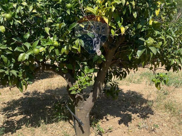 Terreno San Nicola, San Demetrio Corone, CS Vendita - Foto 2