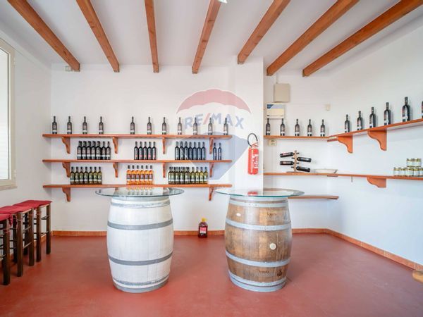 Azienda Agricola Copertino, LE Vendita - Foto 3