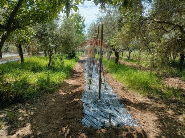 Terreno Marginone, Altopascio, LU Vendita - Foto 4