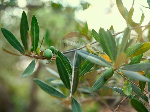 Casa Indipendente Cerreto, Miglianico, CH Vendita - Foto 3