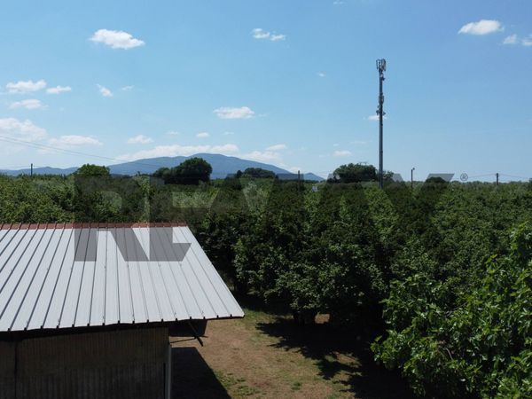 Terreno Vasanello, VT Vendita - Foto 4