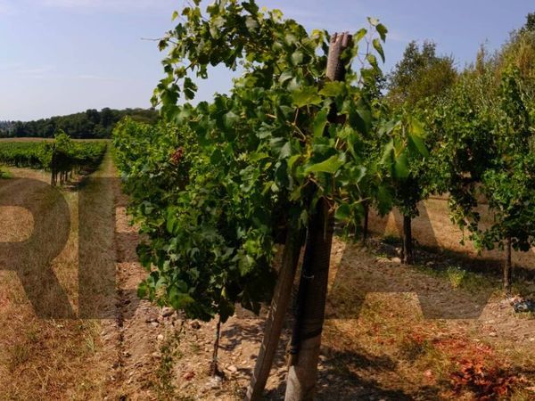 Terreno Castrezzone, Muscoline, BS Vendita - Foto 3