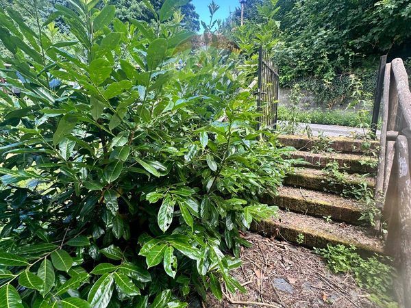 Casa Semindipendente Vara Superiore, Urbe, SV Vendita - Foto 3