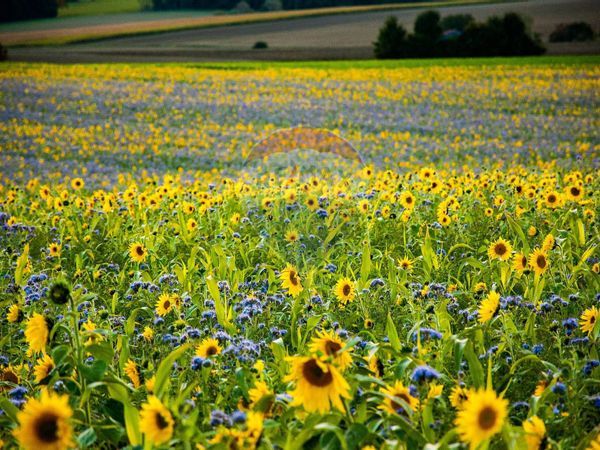 Terreno Serravalle, SM Vendita - Foto 2