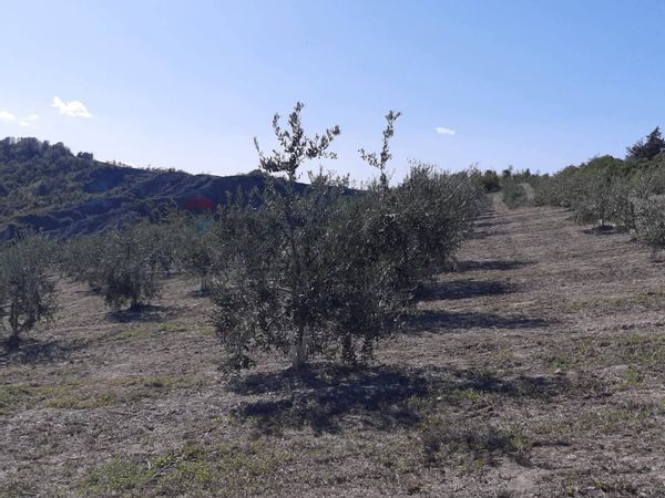 Rustico Meldola, FC Vendita - Foto 4