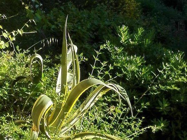 Appartamento Colli, La Spezia, SP Vendita - Foto 4