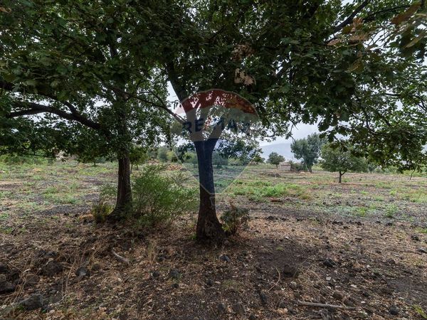 Terreno Montelaguardia, Randazzo, CT Vendita - Foto 2